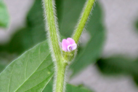 2009年7月30日の幸運の大豆の花